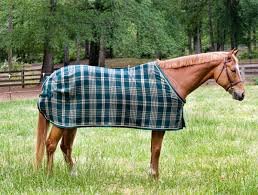 Horse Sheets